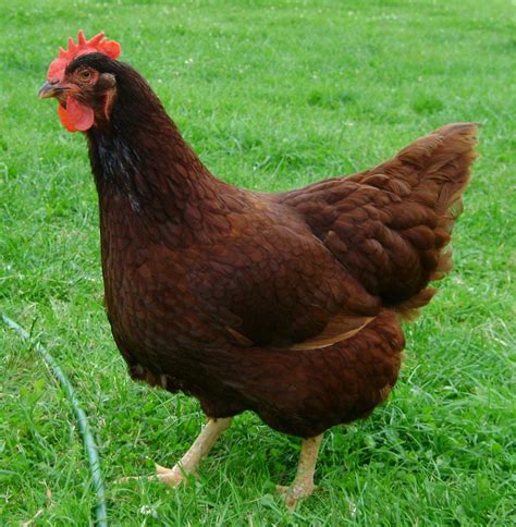 Rhode Island Red .